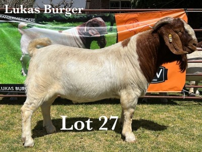 WITHDRAW - 1X BOER GOAT BUCK