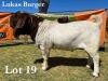 1X BOER GOAT BUCK COMMERCIAL TEATS