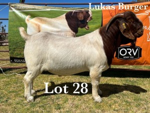 1X BOER GOAT BUCK COMMERCIAL