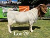 1X BOER GOAT BUCK STUD