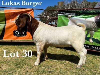 1X BOER GOAT BUCK COMMERCIAL TEATS