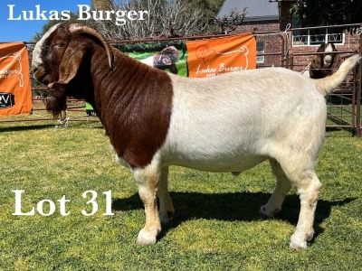 1X BOER GOAT BUCK COMMERCIAL TEATS