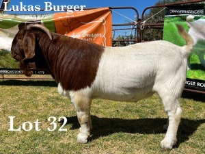 1X BOER GOAT BUCK COMMERCIAL COLOUR TEATS