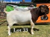 1X BOER GOAT BUCK COMMERCIAL COLOUR