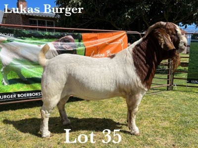 1X BOER GOAT BUCK COMMERCIAL COLOUR