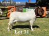 1X BOER GOAT BUCK STUD