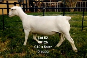 LOT 52 1X WHITE DORPER EWE Larry Snyders TYPE 5