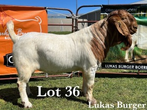 1X BOER GOAT BUCK COMMERCIAL TEATS