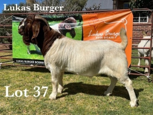 1X BOER GOAT BUCK COMMERCIAL