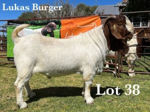 1X BOER GOAT BUCK COMMERCIAL TEATS