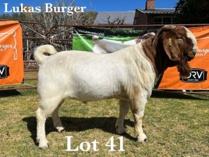 1X BOER GOAT BUCK COMMERCIAL COLOUR TEATS