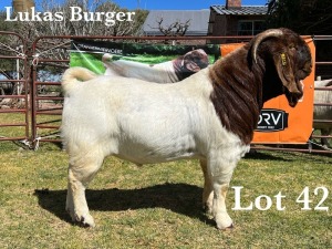 1X BOER GOAT BUCK COMMERCIAL COLOUR TEATS