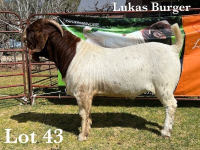 1X BOER GOAT BUCK STUD