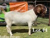 1X BOER GOAT BUCK COMMERCIAL