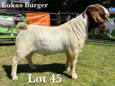 1X BOER GOAT BUCK STUD