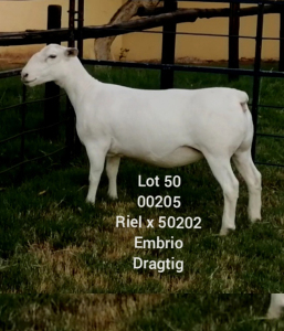 LOT 50 1X WHITE DORPER EWE Larry Snyders TYPE 5