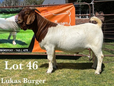 1X BOER GOAT BUCK COMMERCIAL COLOUR TEATS