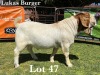 1X BOER GOAT BUCK STUD