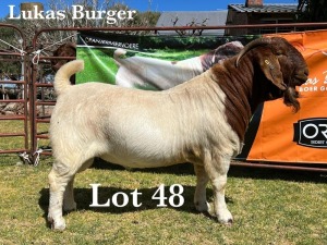 1X BOER GOAT BUCK STUD