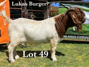 1X BOER GOAT BUCK COMMERCIAL TEATS