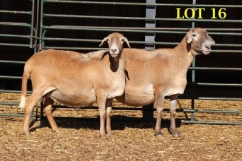 1+2X MEATMASTER OOI/EWE 