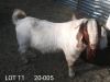 WITDRAW - 1X BOER GOAT RAM I & J BENEDICTA