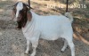 1X BOER GOAT RAM FLOCK I & J BENEDICTA