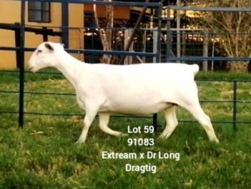 LOT 59 1X WHITE DORPER Larry Snyders STUD