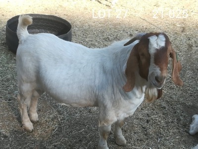 1X BOER GOAT RAM FLOCK I & J BENEDICTA