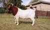 WITHDRAW - 1X BOER GOAT RAM BEZUIDENHOUT BOERBOKSTOET