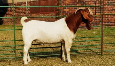 1X BOER GOAT RAM FLOCK T BEZUIDENHOUT BOERBOKSTOET