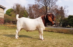 WITHDRAW - 1X BOER GOAT RAM BEZUIDENHOUT BOERBOKSTOET