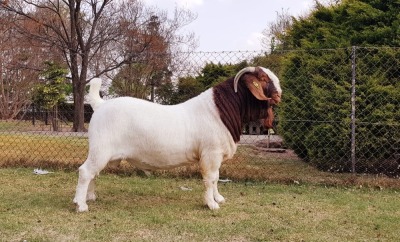 1X BOER GOAT RAM STUD BEZUIDENHOUT BOERBOKSTOET