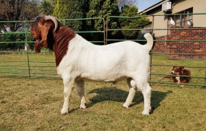 1X BOER GOAT RAM STUD BEZUIDENHOUT BOERBOKSTOET