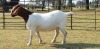 1X BOER GOAT OOI/EWE STUD BEZUIDENHOUT BOERBOKSTOET