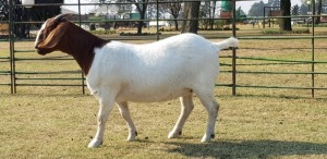 1X BOER GOAT OOI/EWE STUD BEZUIDENHOUT BOERBOKSTOET