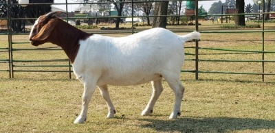 1X BOER GOAT OOI/EWE STUD BEZUIDENHOUT BOERBOKSTOET