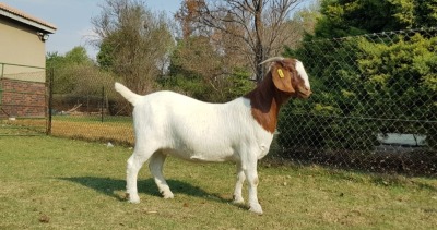 1X BOER GOAT OOI/EWE FLOCK BEZUIDENHOUT BOERBOKSTOET