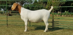 1X BOER GOAT OOI/EWE FLOCK T BEZUIDENHOUT BOERBOKSTOET