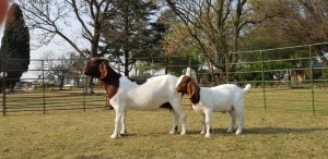 1+1X BOER GOAT OOI/EWE FLOCK BEZUIDENHOUT BOERBOKSTOET