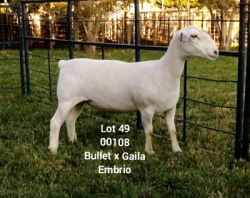 LOT 49 1X WHITE DORPER EWE Larry Snyders TYPE 5