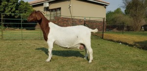 1X BOER GOAT OOI/EWE STUD BEZUIDENHOUT BOERBOKSTOET