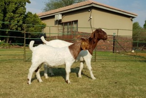 1+1X BOER GOAT OOI/EWE STUD BEZUIDENHOUT BOERBOKSTOET