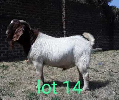 1X BOER GOAT RAM FLOCK ROSEWATER BOERBOKSTOET