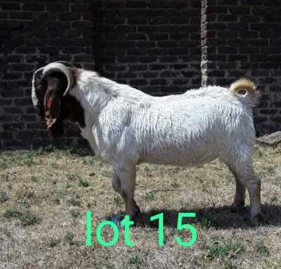 WITHDRAW - 1X BOER GOAT RAM ROSEWATER BOERBOKSTOET