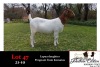 1X BOER GOAT OOI/EWE FLOCK JONATHAN CARLSON BOERBOKSTOET