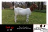 1X BOER GOAT OOI/EWE FLOCK JONATHAN CARLSON BOERBOKSTOET - 2