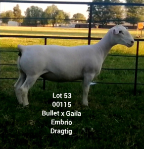 LOT 53 1X WHITE DORPER EWE Larry Snyders TYPE 5