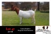 1X BOER GOAT OOI/EWE FLOCK JONATHAN CARLSON BOERBOKSTOET - 3