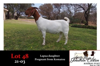 1X BOER GOAT OOI/EWE STUD JONATHAN CARLSON BOERBOKSTOET